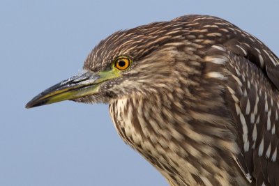 black-crowned night heron 369