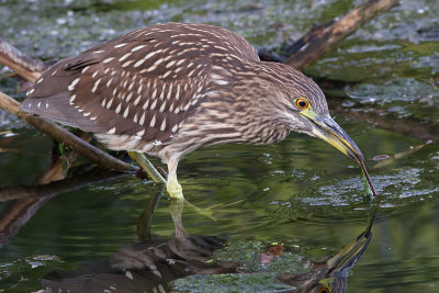 Tool using juvenile Black-crowned night heron