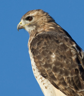 red-tailed hawk 207