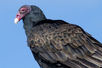turkey vulture 82