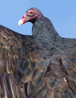 turkey vulture 84