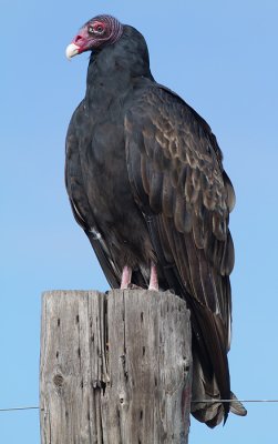 turkey vulture 86