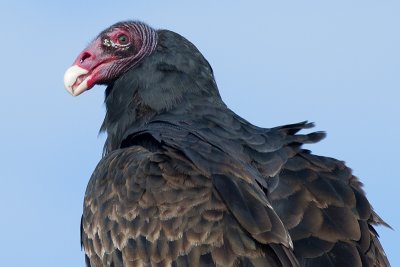 turkey vulture 87