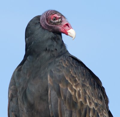 turkey vulture 88