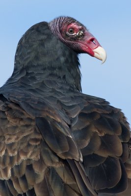 turkey vulture 89