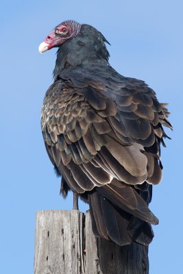 turkey vulture 91
