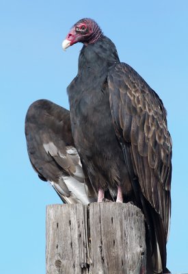turkey vulture 92