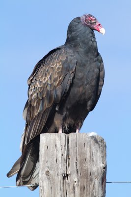 turkey vulture 93