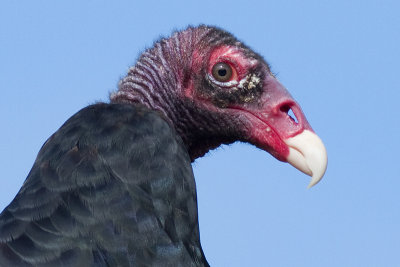 turkey vulture 94