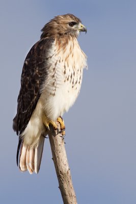 red-tailed hawk 208