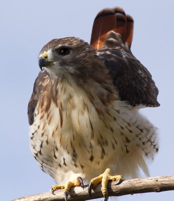 red-tailed hawk 209