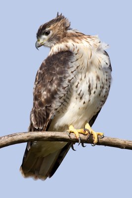 red-tailed hawk 211