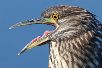 juvenile black-crowned night heron 372