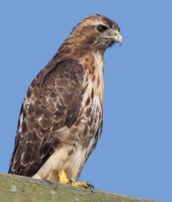 red-tailed hawk 272