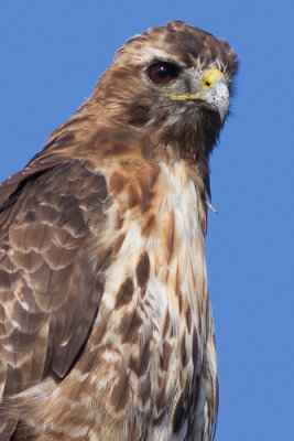 red-tailed hawk 273