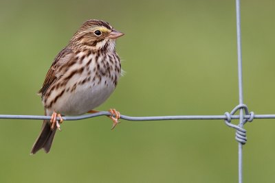 savannah sparrow 16