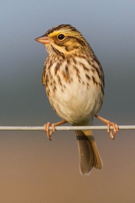 savannah sparrow 18