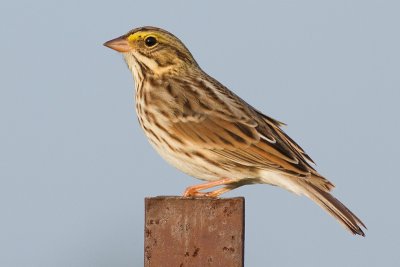 Savannah Sparrow