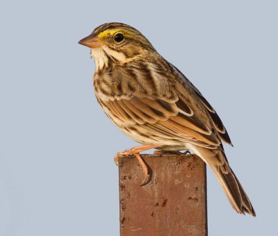 savannah sparrow 20
