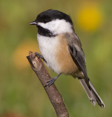 chickadee 527