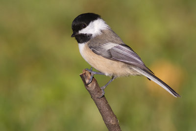 chickadee 528