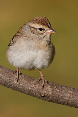 immature chipping sparrow 8