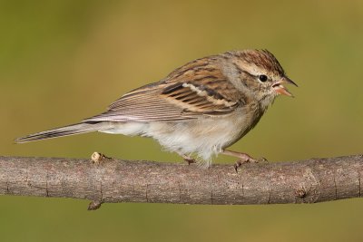 immature chipping sparrow 9