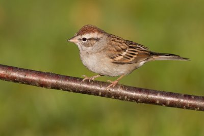 immature chipping sparrow 10
