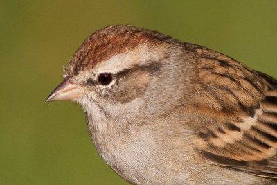 immature chipping sparrow 11