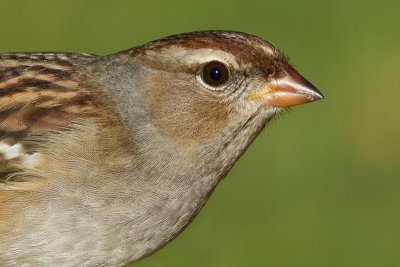 immature white crowned sparrow 4