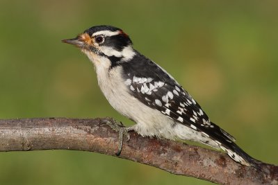 woodpecker 339