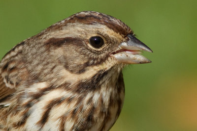 song sparrow 95