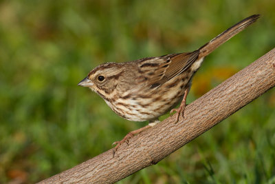 song sparrow 96