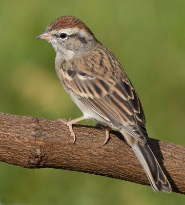 immature chipping sparrow 12