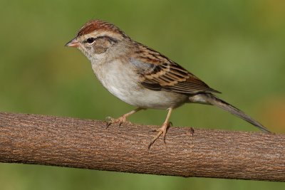 immature chipping sparrow 13