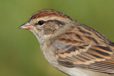 immature chipping sparrow 15