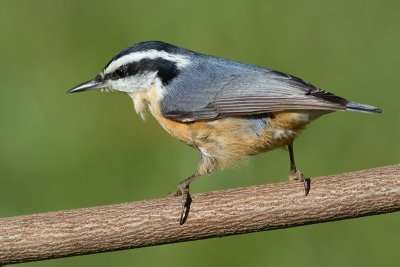 red breasted nuthatch 48