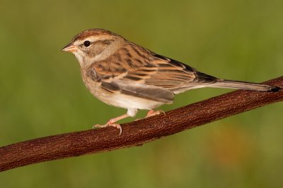 immature chipping sparrow 16