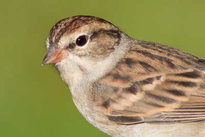 immature chipping sparrow 17