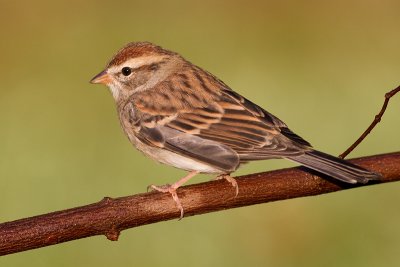 immature chipping sparrow 19