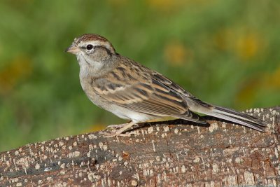 immature chipping sparrow 20