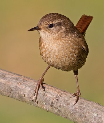 winter wren 1