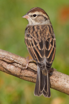 Immature Chipping Sparrow