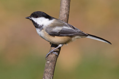 chickadee 532