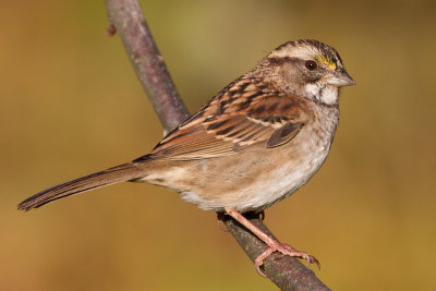 white throated sparrow 136