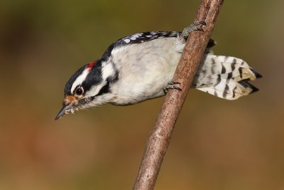 woodpecker 340