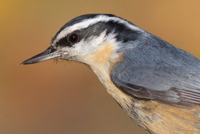 red breasted nuthatch 49