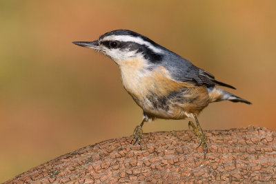 red breasted nuthatch 50