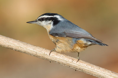 red breasted nuthatch 52