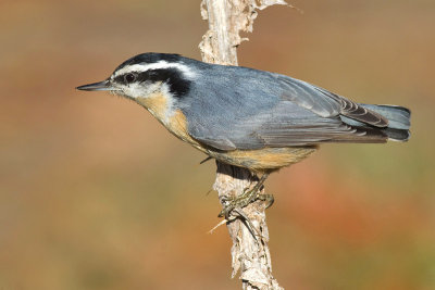 red breasted nuthatch 53